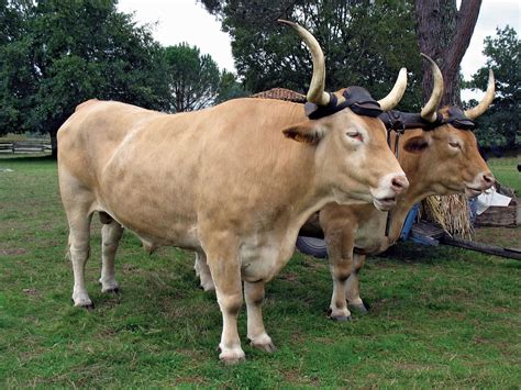 oxen definition.